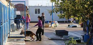 Discriminatorio sol Juramento Albergue Municipal de Animales | Ayuntamiento de Torrevieja