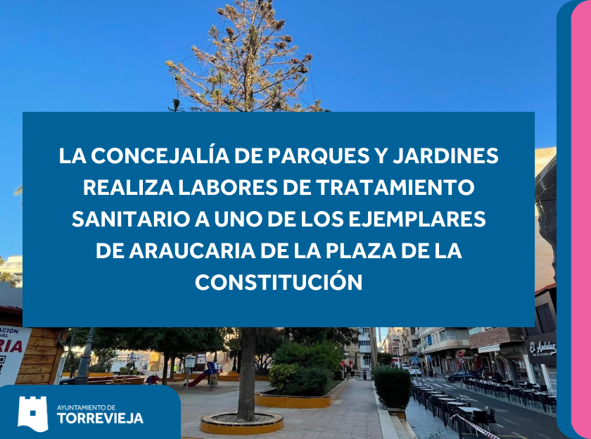 LA CONCEJALÍA DE PARQUES Y JARDINES REALIZA LABORES DE TRATAMIENTO SANITARIO A UNO DE LOS EJEMPLARES DE ARAUCARIA DE LA PLAZA DE LA CONSTITUCIÓN