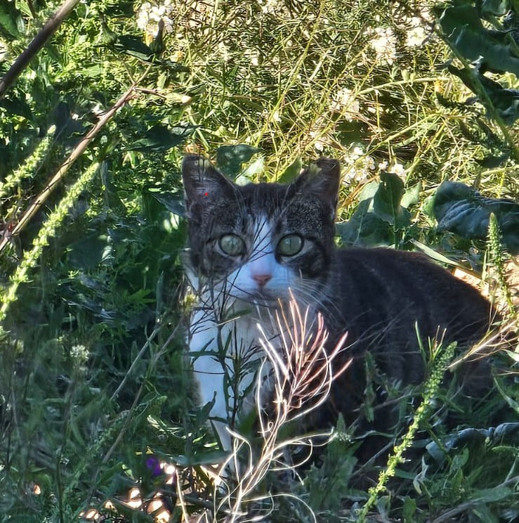 Gato comunitario en libertad