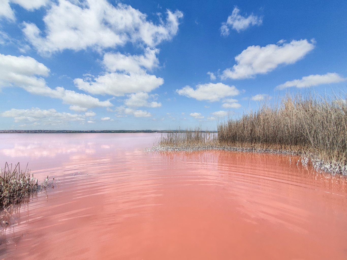 Puesta en valor de la salmuera y lodos de la Laguna Rosa de Torrevieja para  usos terapéuticos, cosméticos y biotecnológicos | Ayuntamiento de Torrevieja