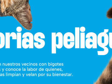 Historias peliagudas. Colonias felinas de Torrevieja